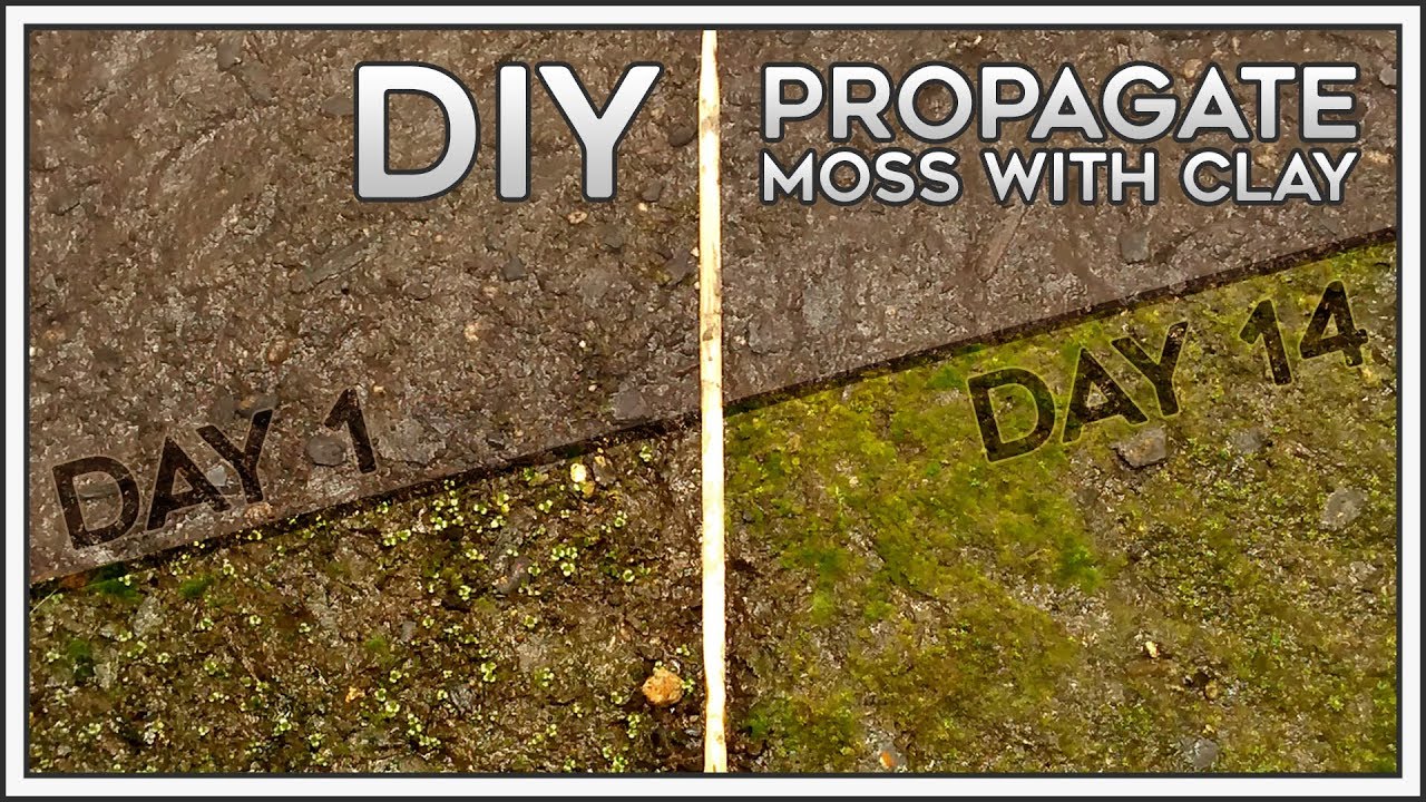 DIY | Propagate Moss with Clay