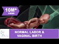 Amazing normal labor  vaginal birth