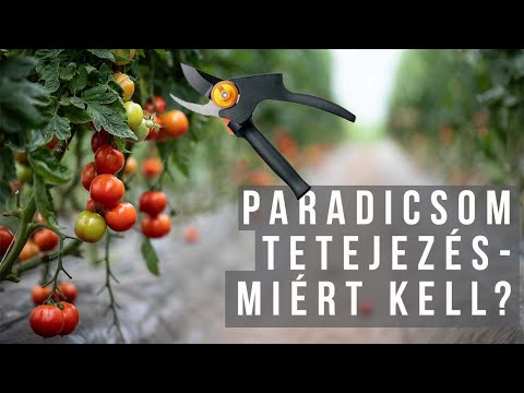 Videó: Hogyan kezeljük a paradicsomvészt?