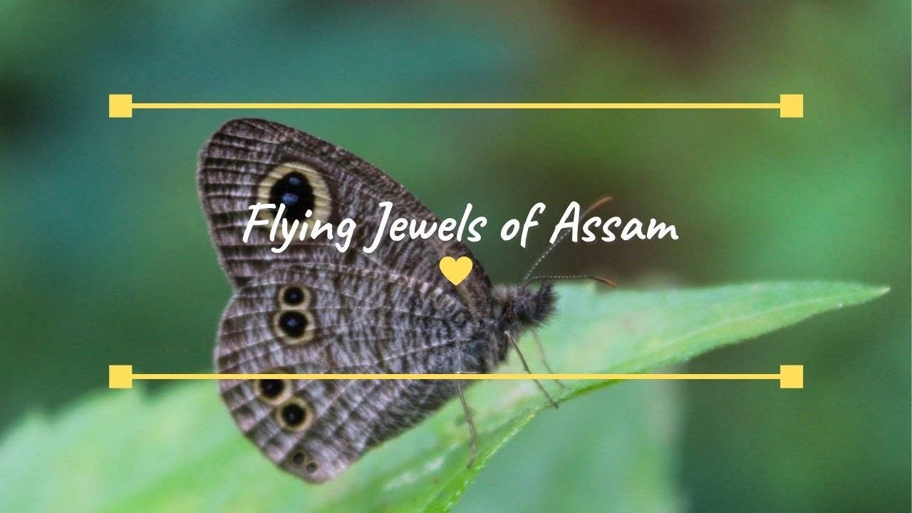 Flying Jewels - Butterflies of Assam