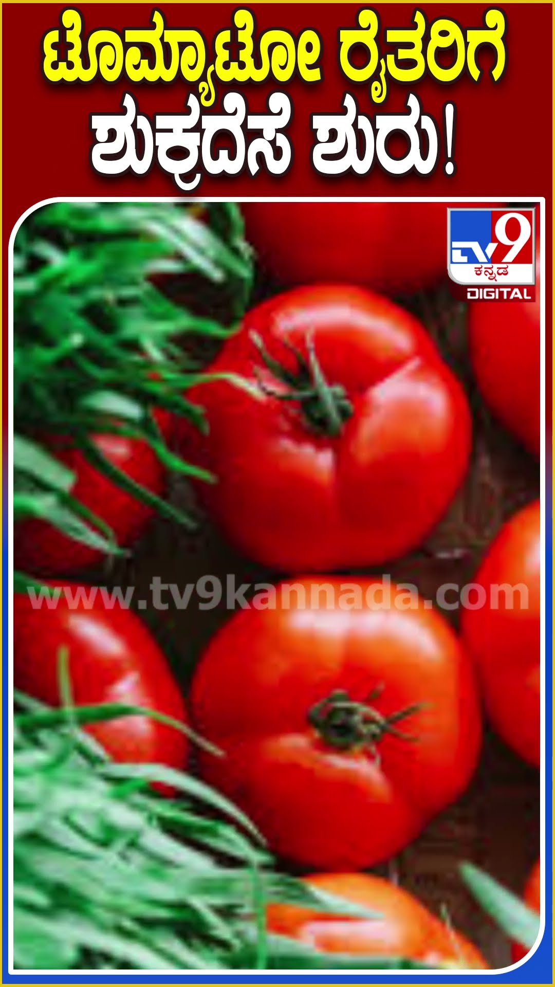 ಟೊಮ್ಯಾಟೋ ರೈತರಿಗೆ ಶುಕ್ರದೆಸೆ ಶುರು! #Tomato #Tv9D