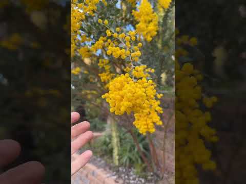 Video: Wat is 'n Knifeleaf Acacia Tree: Wenke oor die groei van Knifeleaf Wattle