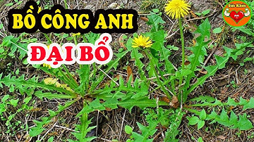 BỒ CÔNG ANH -Thần Dược Chữa Bệnh Qúy BỔ HƠN SÂM