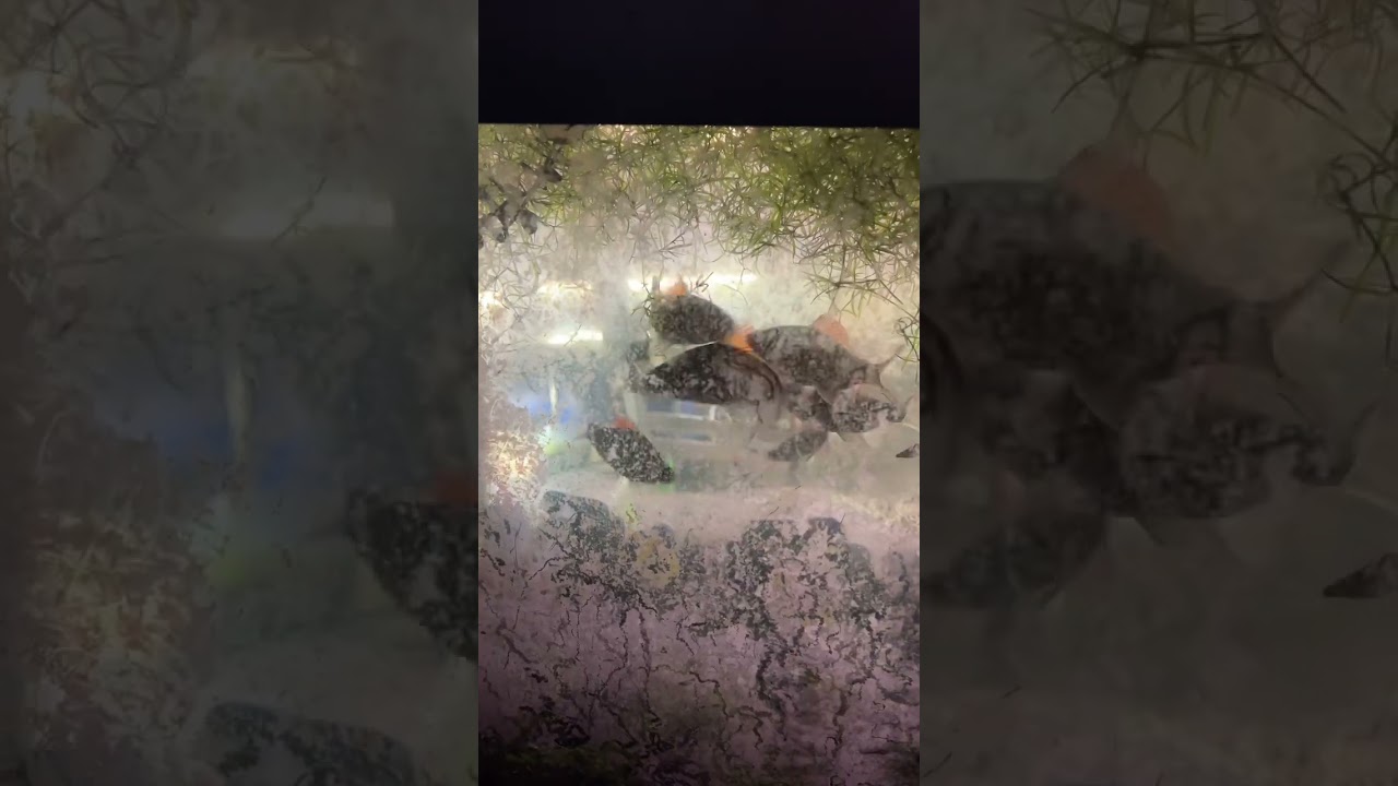 It worked! Rock Pile Fish Breeding for Mascara Barbs | Aquarium Setups