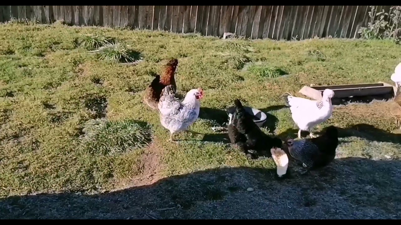 Завёлся хорёк, что делать 🤔Самый коварный враг курятников.