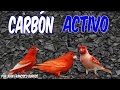 CARBON ACTIVO (HD)