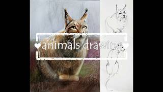 Урок №7 Анималистика/Animals drawing (рисуем животных цветными карандашами)