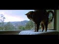 Cat time lapse sleeping through a rain storm