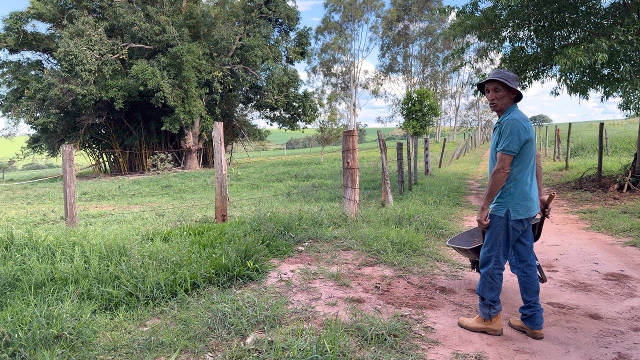 Bora lá colher milho 🌽 para fazer pamonha 🫔 no sítio do Bastião…