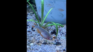 celestial pearl danio (CPD) breeding