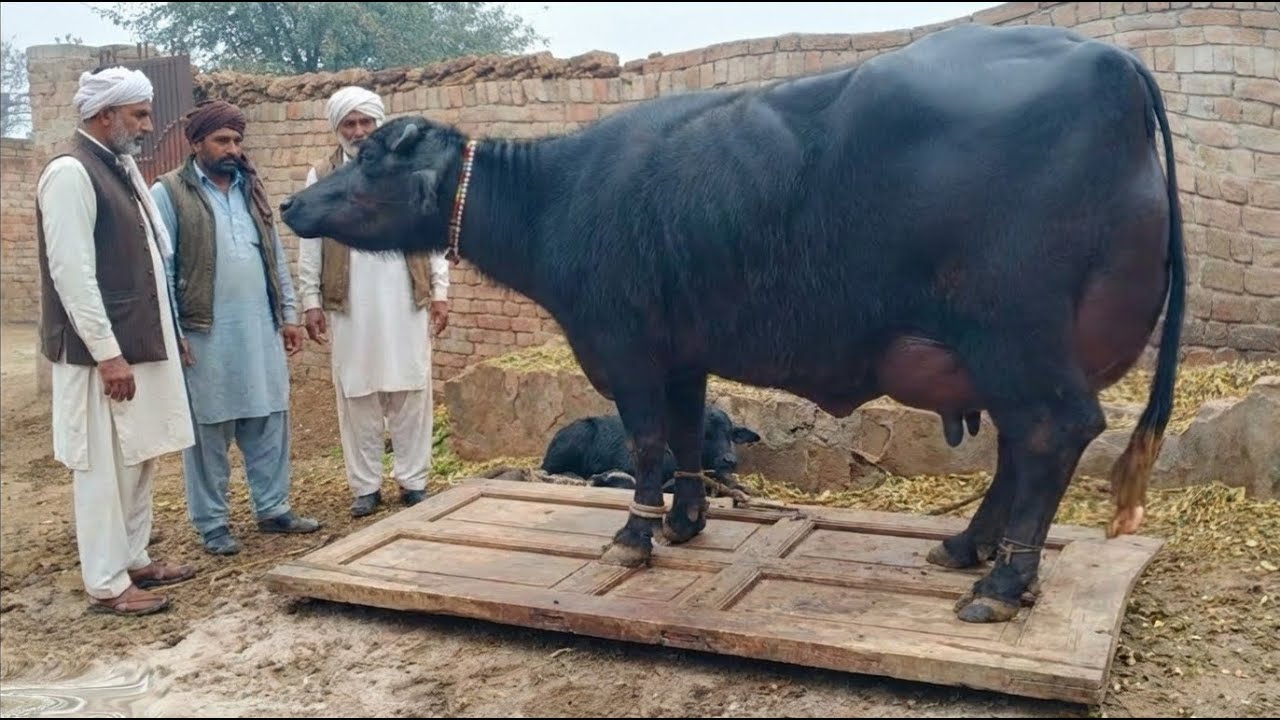 4Adad Nili Ravi Buffalo for sale On youtube