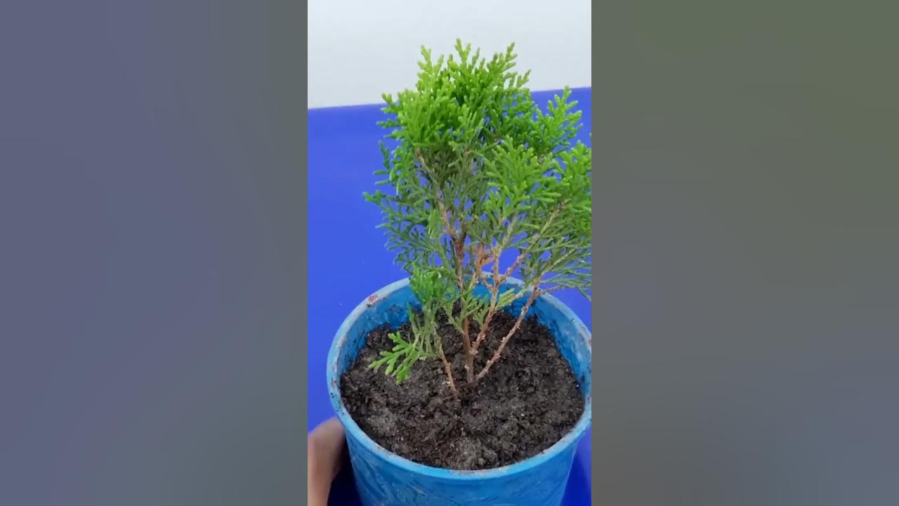 Juniper trees from cuttings juniper scion grafting cutting propagationShorts YouTube