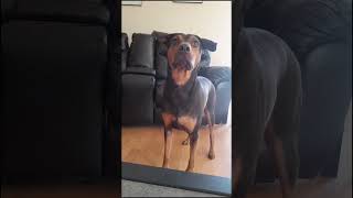 Simple muzzle training to keep him comfortable