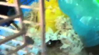 Chocolatecolors26S 1000 Sub Entry