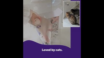 Find Harmony in Your MultiCat Home with Cat Pheromones