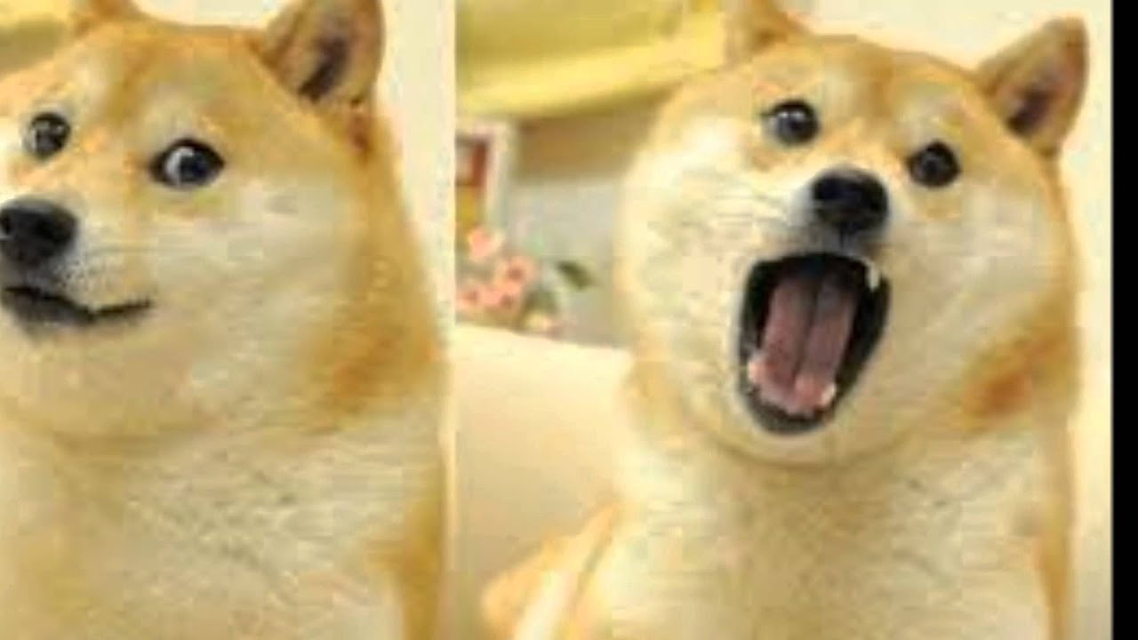 DOGE THE DOG IS SEXY - YouTube