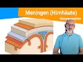 Die Meningen (Hirnhäute) - Benennung der Zwischenräume, Ursachen einer Hirnhautentzündung
