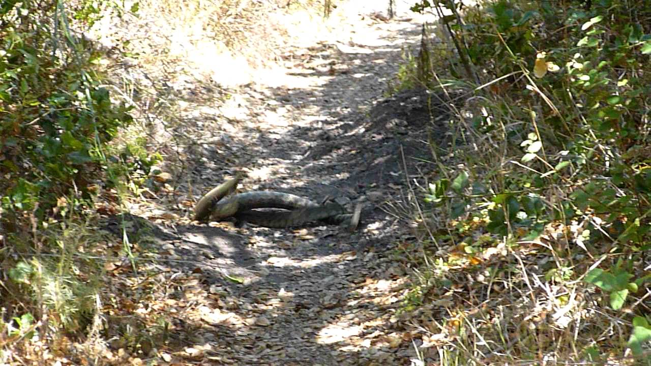 RattleSnake Dance - YouTube