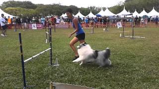 Dogaton 2013 Orion