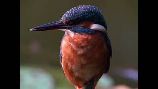 Ijsvogels Van De Ruige Hof