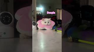 Baby Douyinn ragdolls ragdollpurewhite remix dj