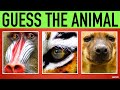 Guess the Animal Quiz #3 | Name all the Animals by Closeup Guessing Game | Family Trivia Game Night