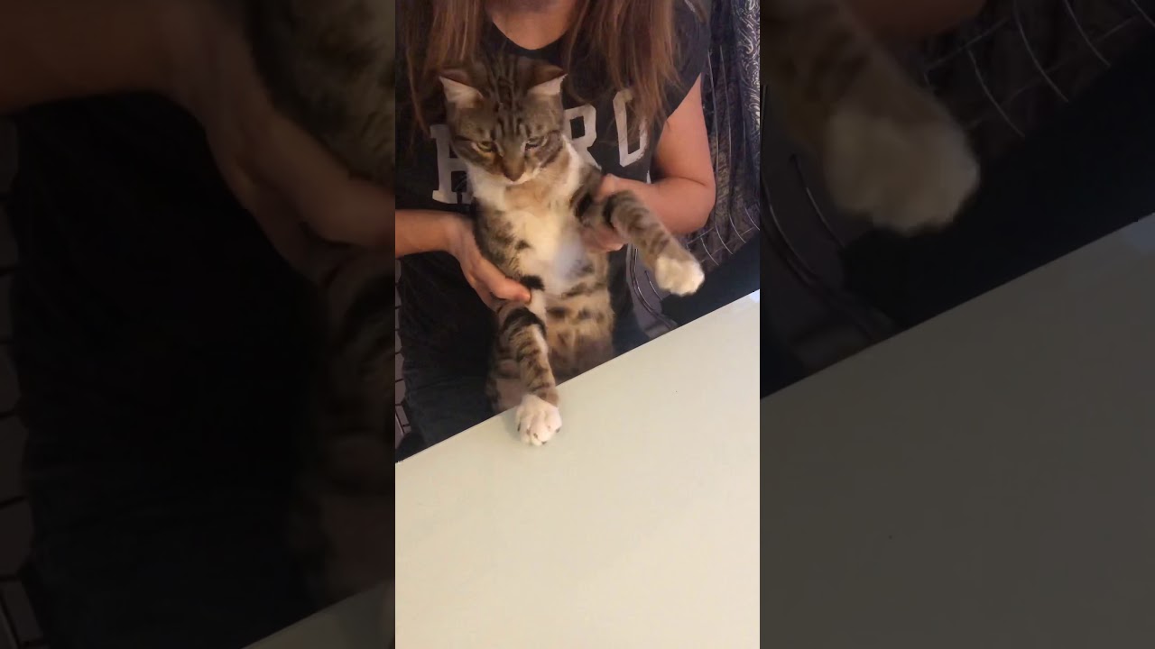 Dans Eden Kedi YouTube