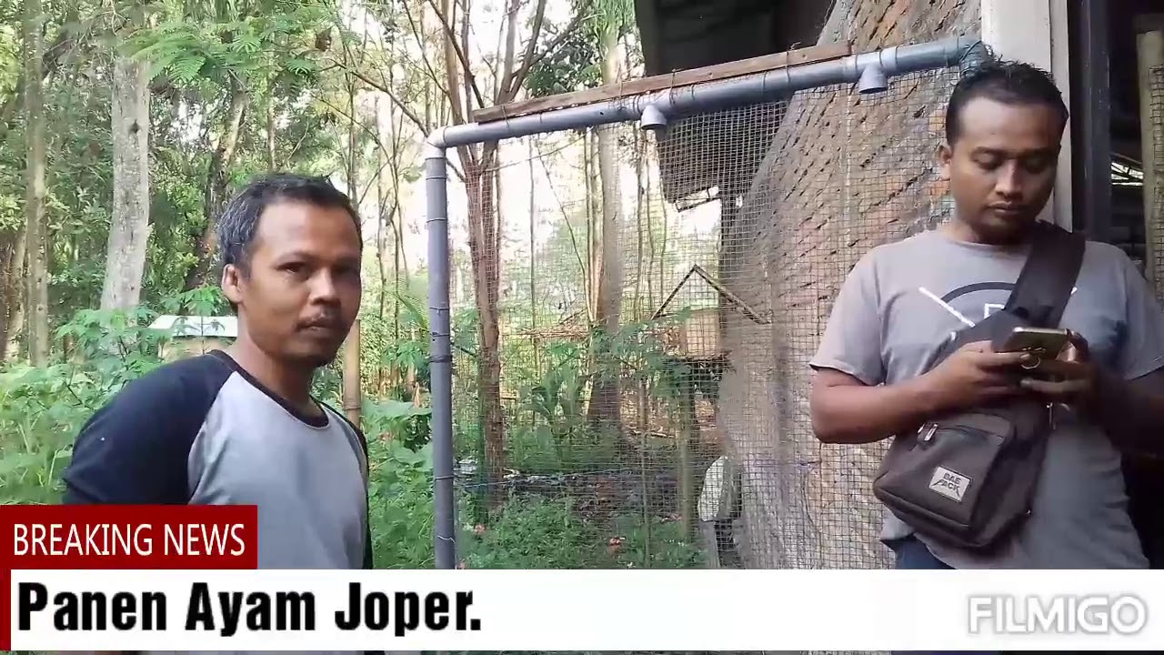 PANEN AYAM JOPER (Ayam Jawa Super) di proses pemanenan. 