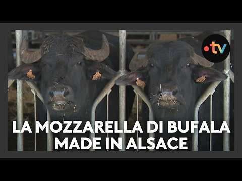 Video La mozzarella di bufala made in Alsace
