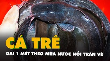 Người dân Cần Thơ bắt được cá trê dài 1 mét theo mùa nước nổi tràn về