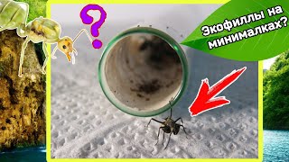 🤨ЭКОФИЛЛЫ НА МИНИМАЛКАХ?! Обзор муравьёв ткачей