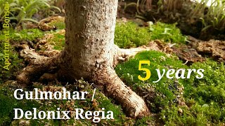 Air layering a Gulmohar bonsai / Delonix Regia
