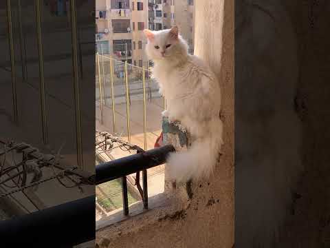 انت بالدور العاشر