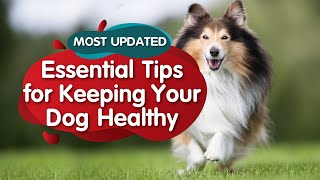 5 Essential Tips for Keeping Your Dog Healthy (MOST UPDATED)