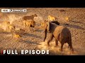 Ultimate Predator: Clash of the Titans (Full Episode) | Nature Animal Documentary