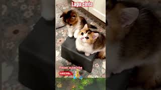 short musik  lagu lovesong lagucinta