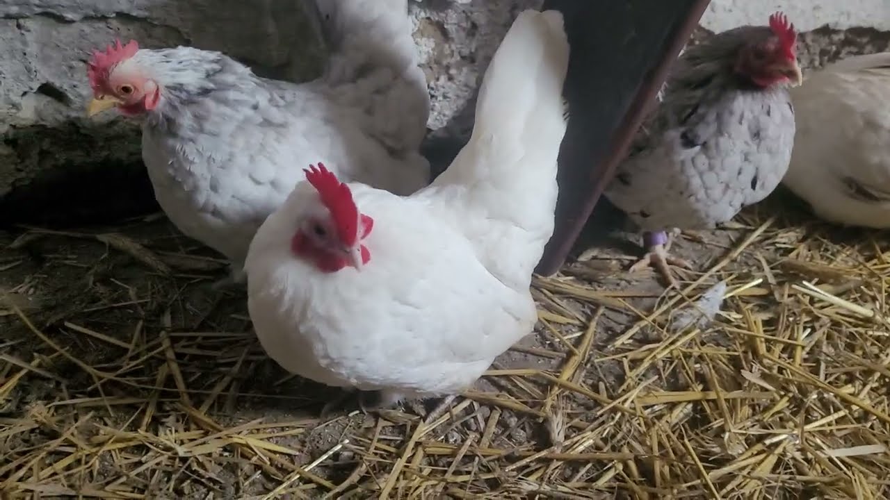 opis rasy chabo oraz stado lęgowe