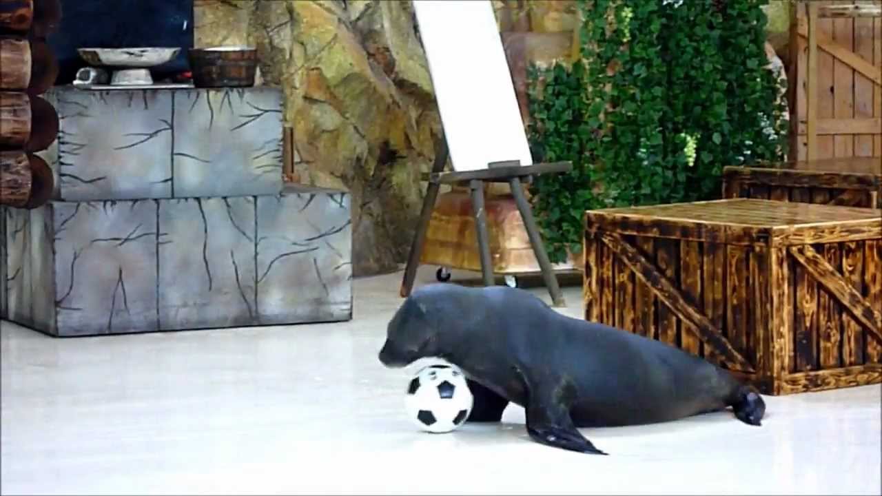 水族館 アクアワールド大洗水族館の近辺で 水族館の割引券を配布している場所などはあり 水族館の割引券 クーポン 割引情報