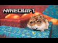 Hamster escapes from Nether  - Minecraft Maze