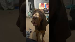 Bloodhound won't stop howling at owner early in the morning
