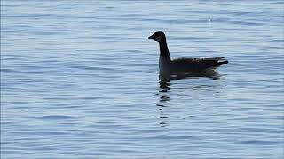 Cackling Goose at Cranberry Marsh @jeannieiron