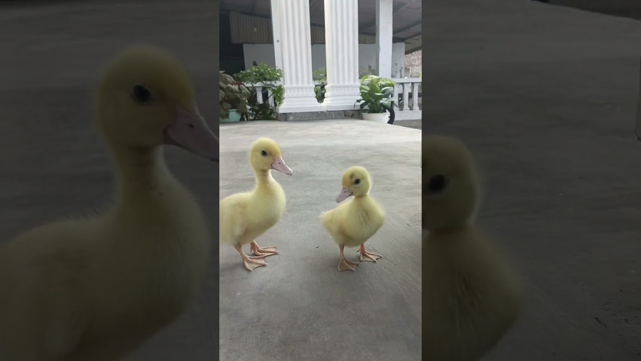 baby duckling#anomali #funny #anomaliviral #duck #ducklingspro #cute #bebeklucu #bebekangsa #bebek
