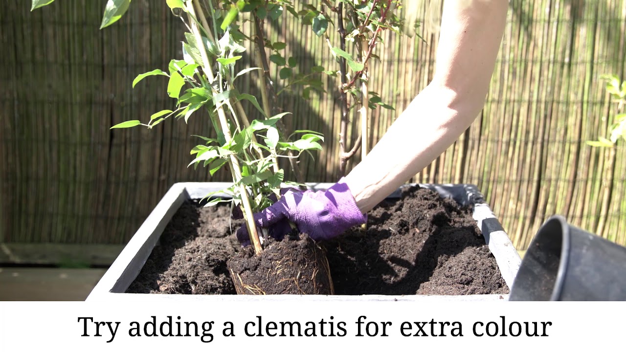 How to plant a patio climbing rose YouTube