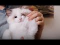 [감성 고양이Vlog] 깨무는 고양이 습관, 어떻게 해야 할까?