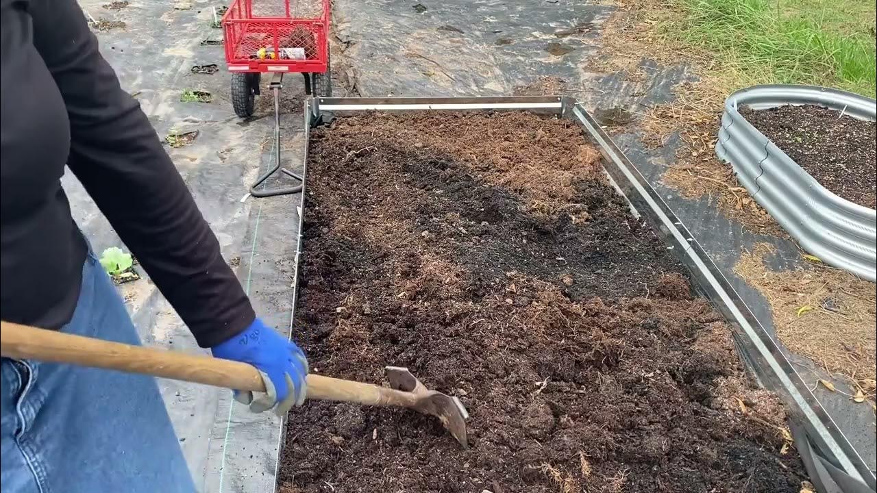 Reusing soil from five gallon containers to fill raised bed; adding