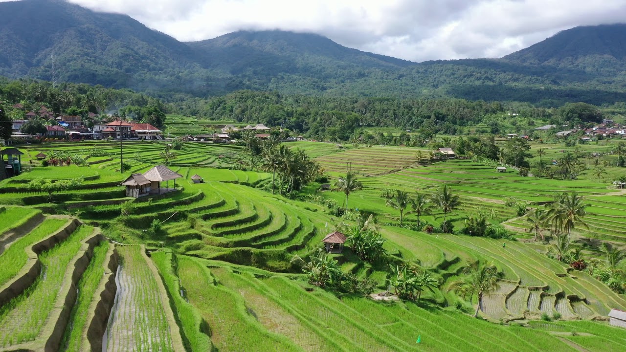 Jatiluwih Rice  Terraces  Bali  2022 YouTube