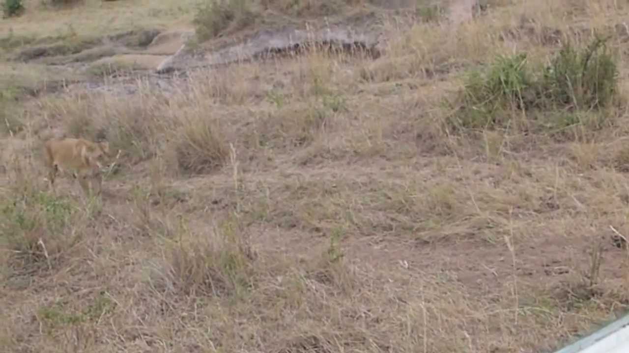 萬獸之王不把萬物之靈看在眼裡 - YouTube