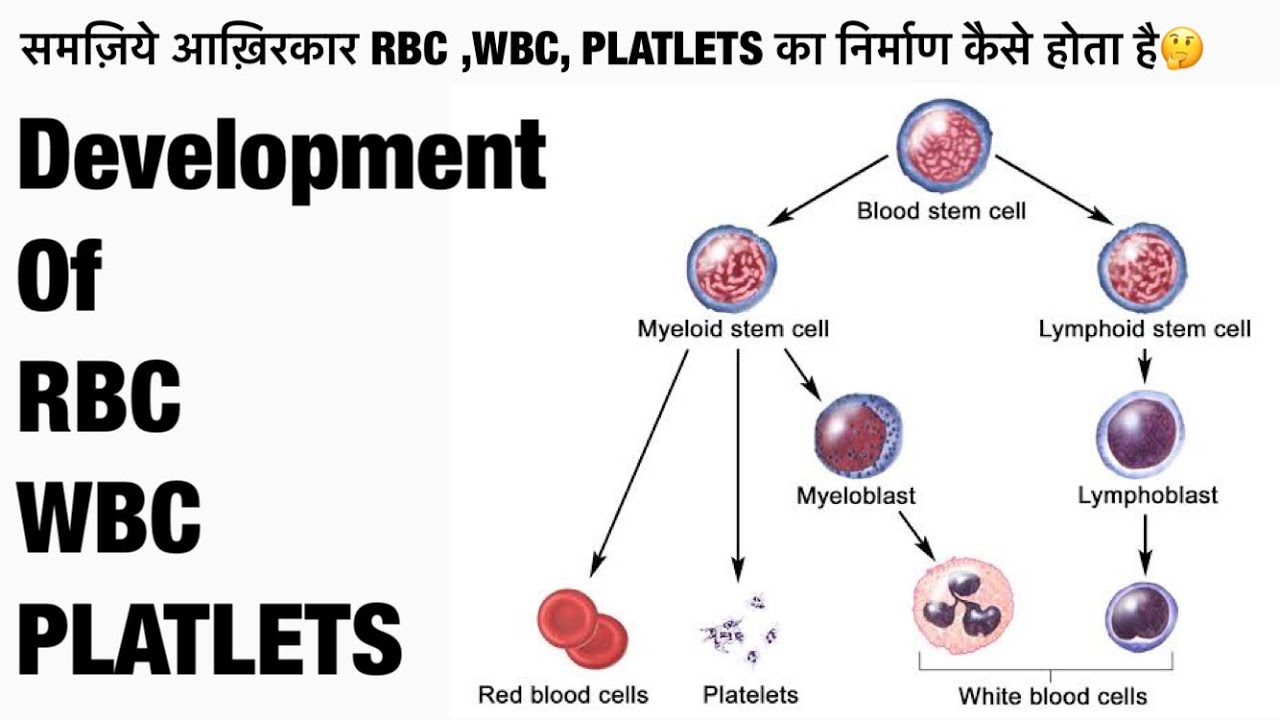 Развитие клеток крови. Стволовая клетка крови схема. Схема кроветворения стволовая клетка. Схема образования форменных элементов крови. Схема образования кровяных клеток.