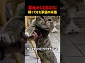 家出から3日ぶりに帰宅した猫の末路もう二度と家出しないと誓った猫 #猫 #家出猫 #保護猫 #可愛い動物 #猫のいる暮らし #猫好きさんと繋がりたい #ペット #癒やし #猫動画 #面白猫