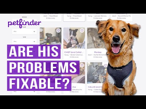 Video:  Tokios svetainės kaip „Petfinder.com“ir „Adopt-a-Pet.com“gali ieškoti Airijos terjero jūsų vietovėje. Svetainėje galite būti labai konkretūs jūsų prašymuose (pavyzdžiui, mokymas